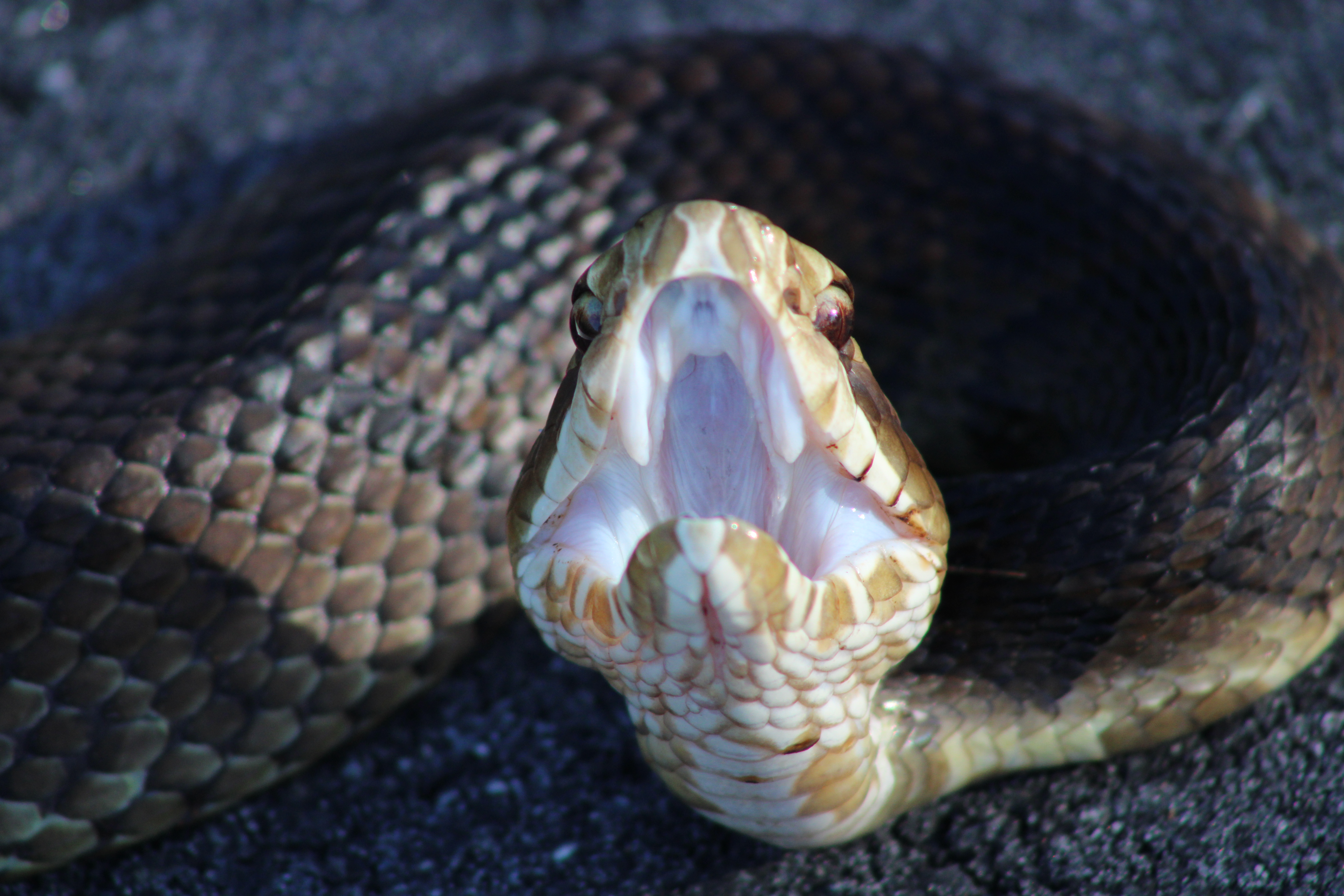Florida Cottonmouth in Florida habitat