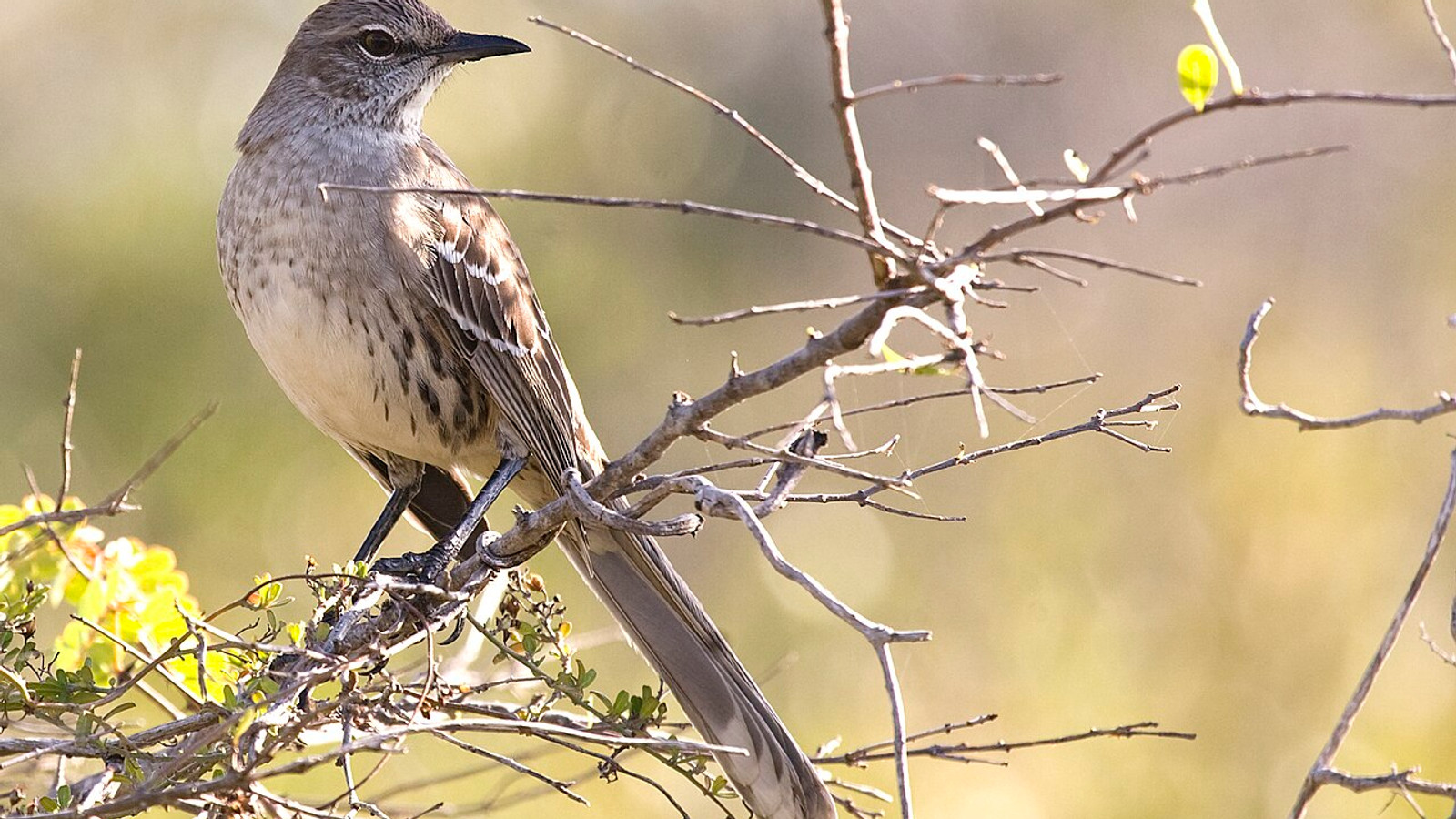 Bahama Mockingbird perched on thorny scrub branches