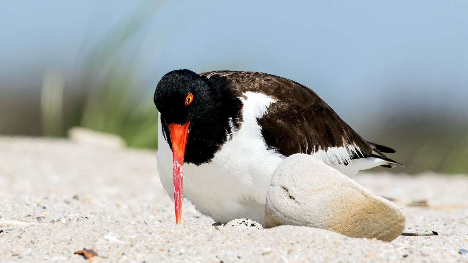 Detailed view of American Oystercatcher