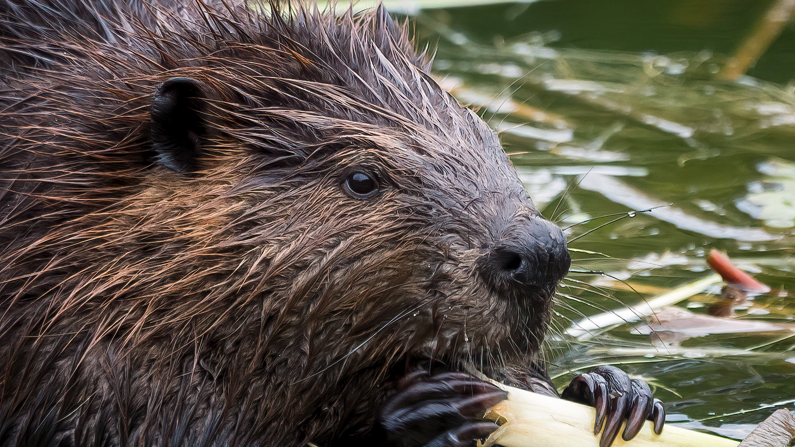 Mammal