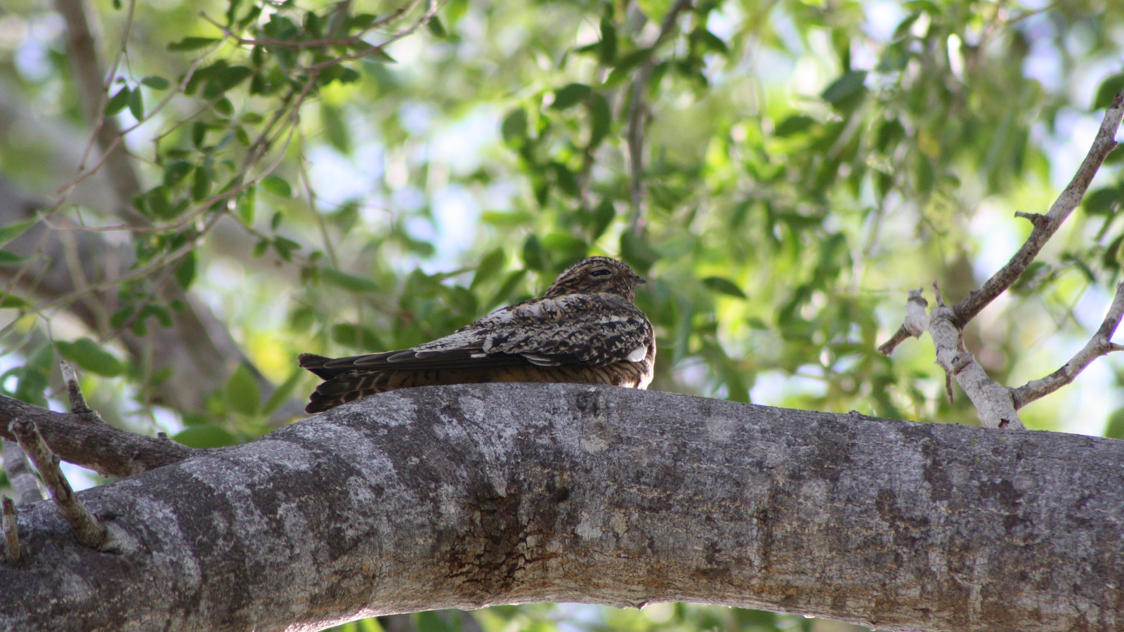 Antillean Nighthawk viewed from behind while resting on a tree limb