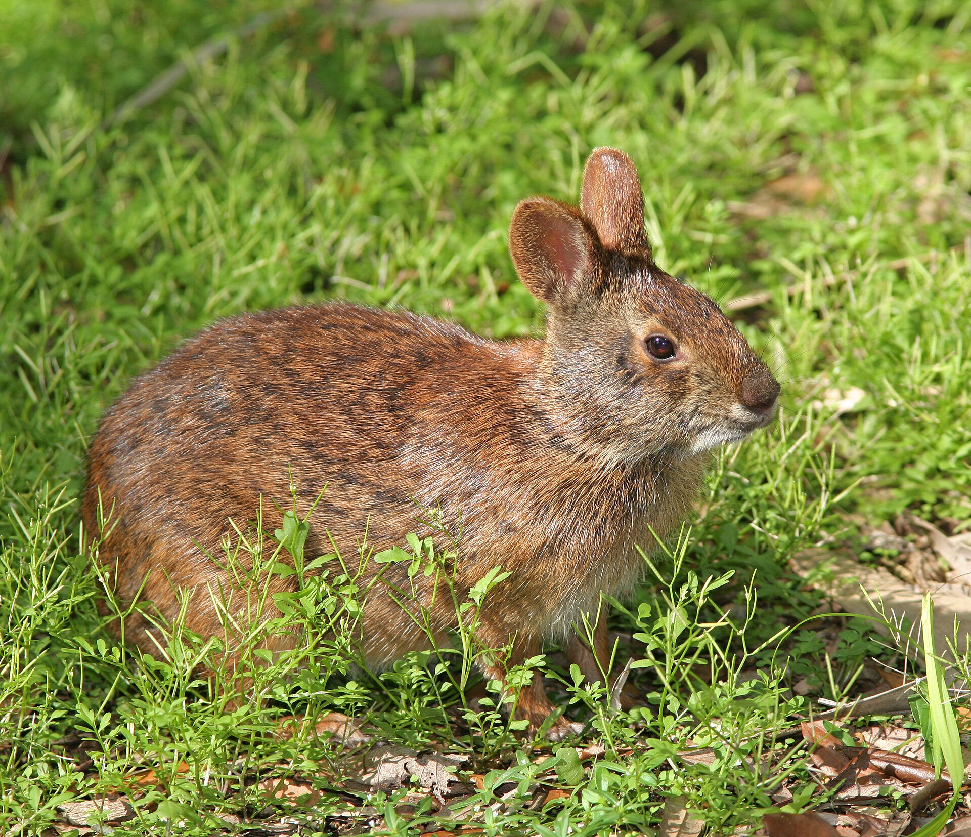 Mammals