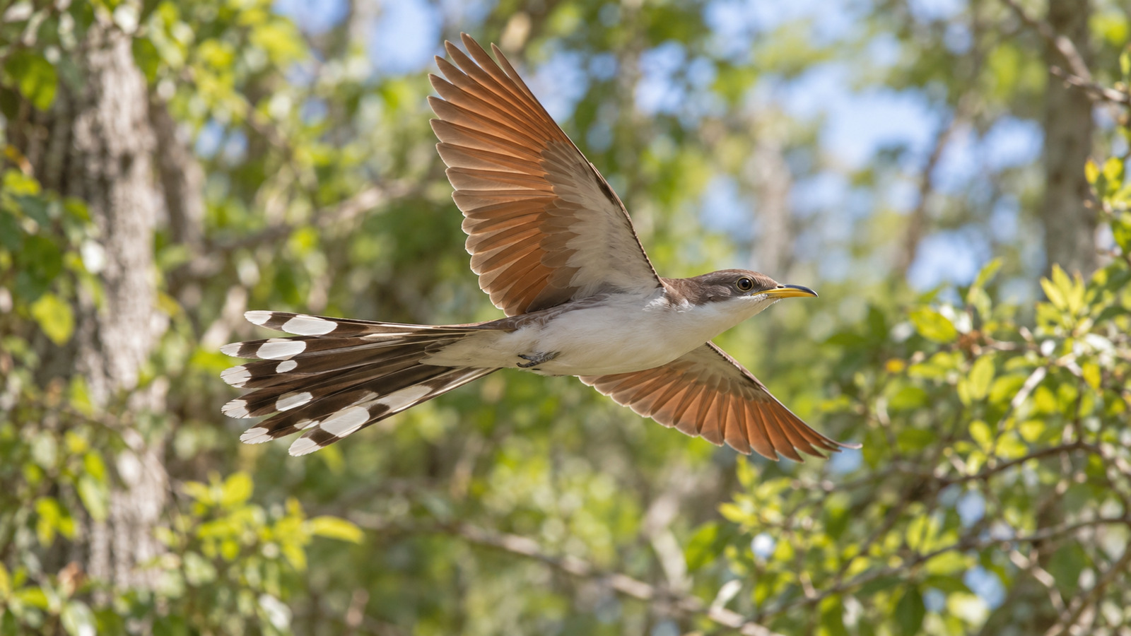 Yellow-billed Cuckoo in flight showing rufous wings and bold white tail spots
