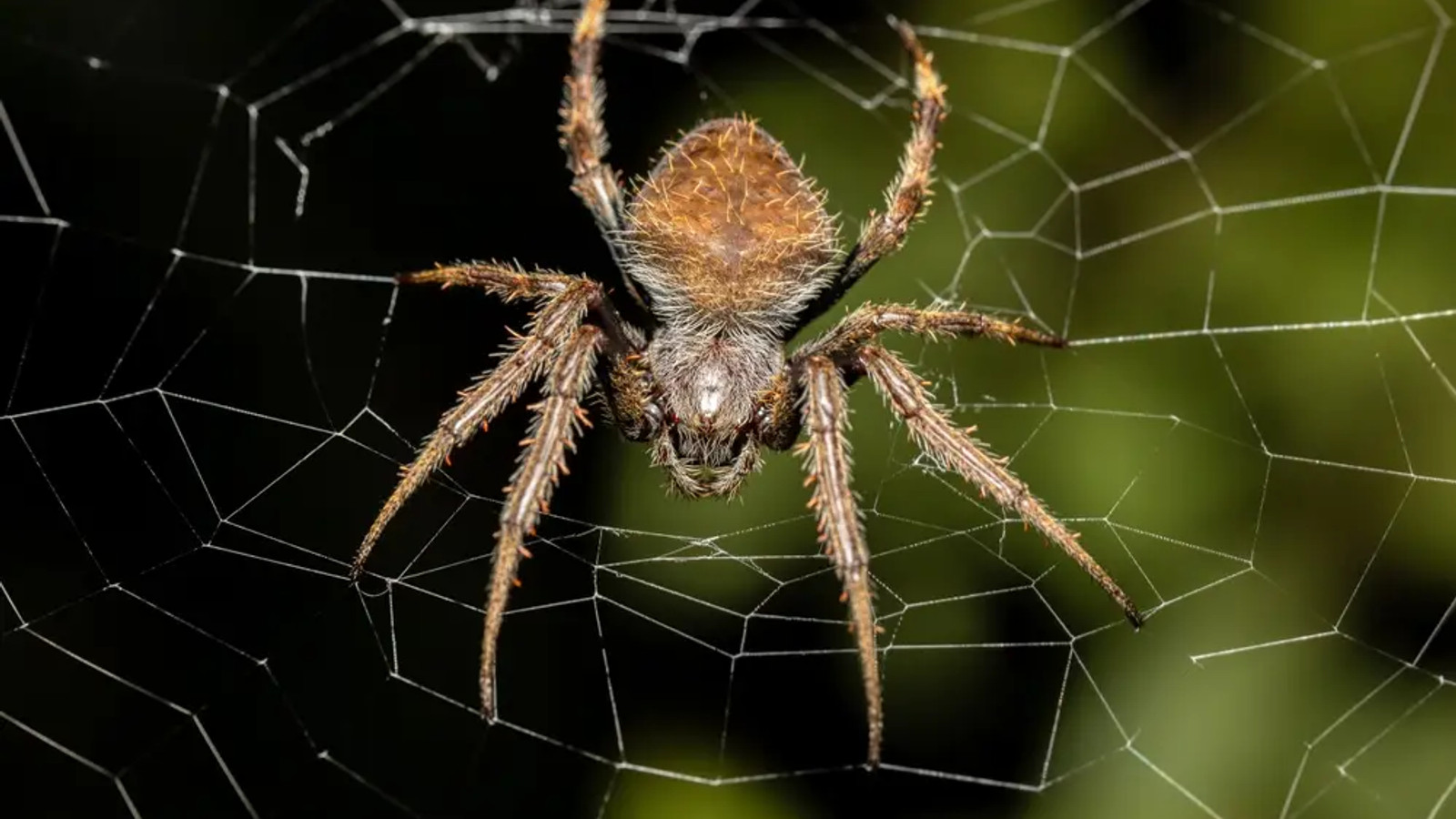 Detailed identification view of Tropical Orb-Weaver