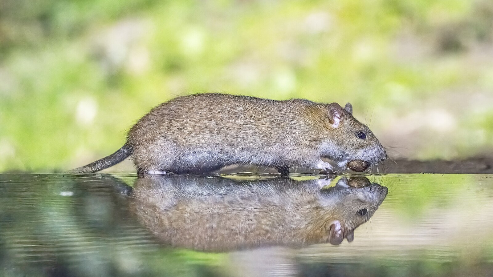 Detailed view of Norway Rat