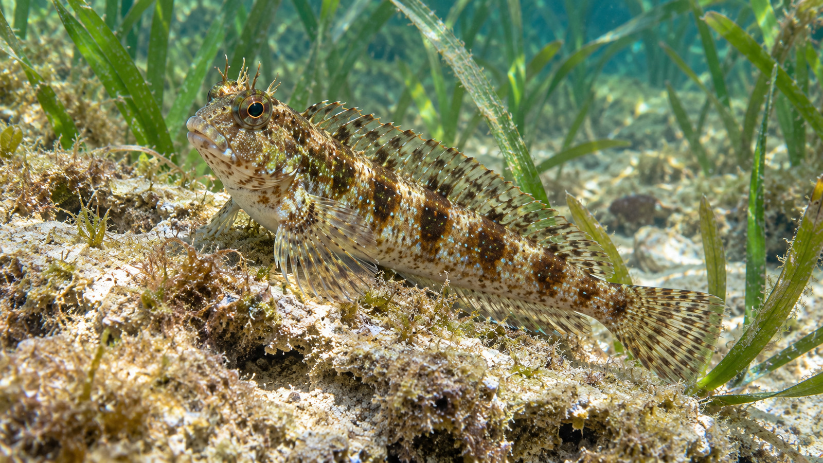 Fish