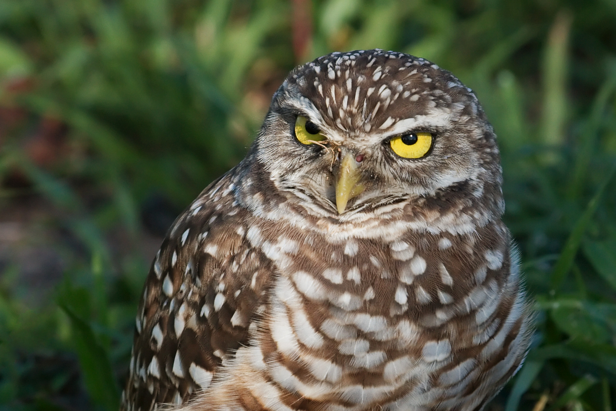 Florida Burrowing Owl in Florida habitat