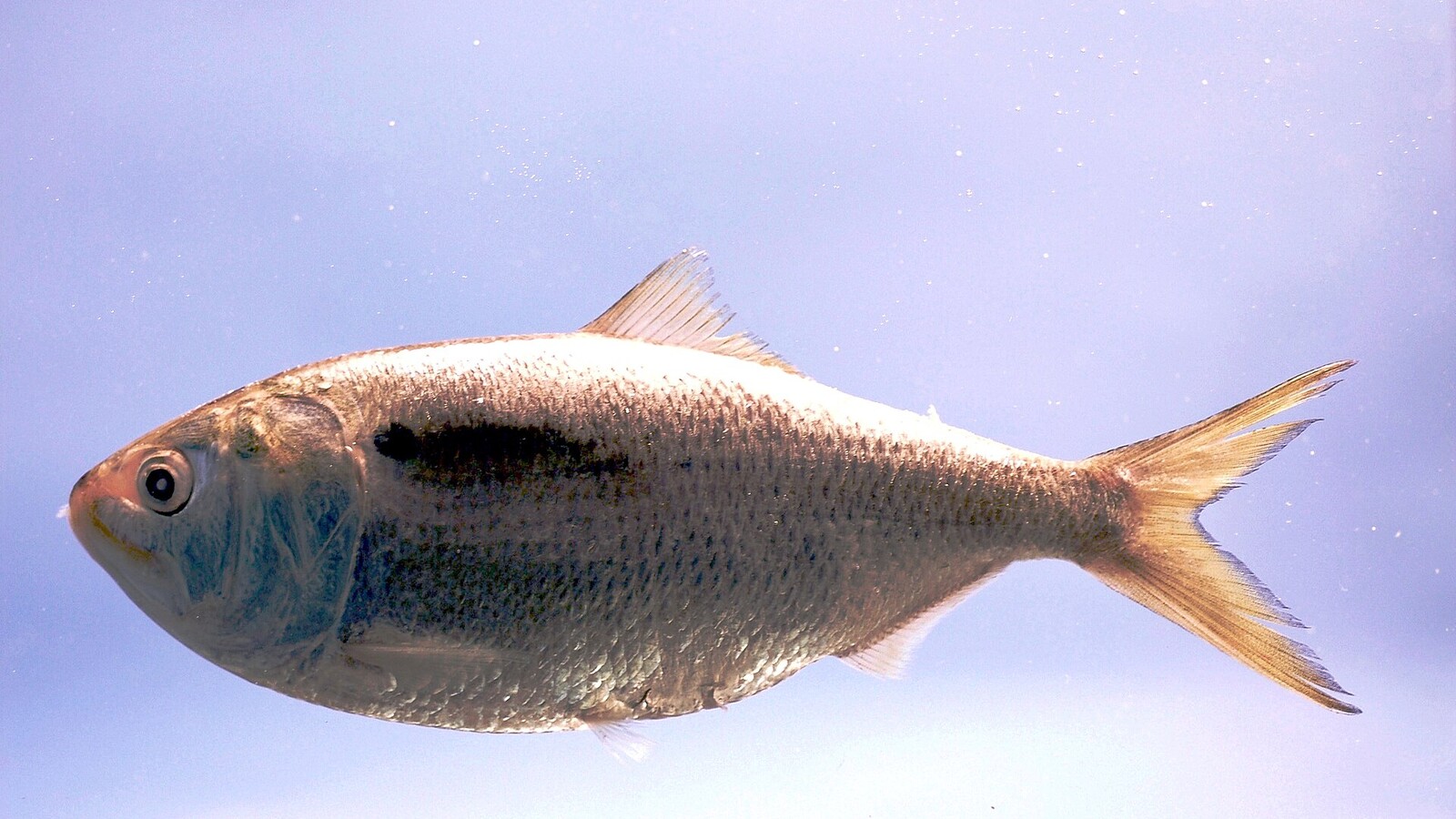 Detailed view of Gulf Menhaden