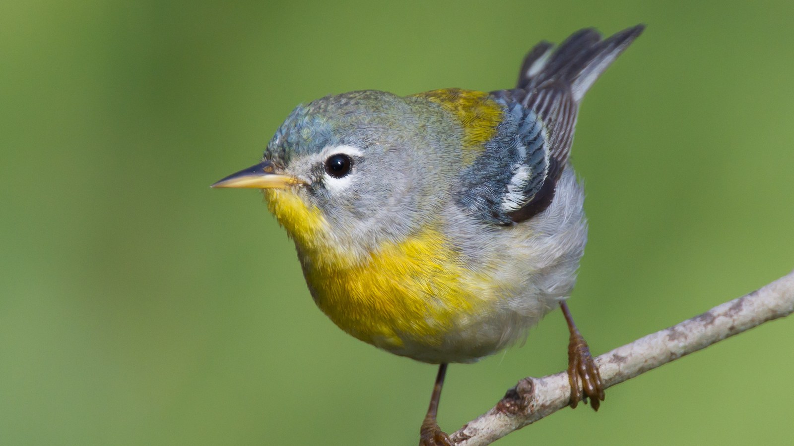 Northern parula showing blue-gray and yellow plumage