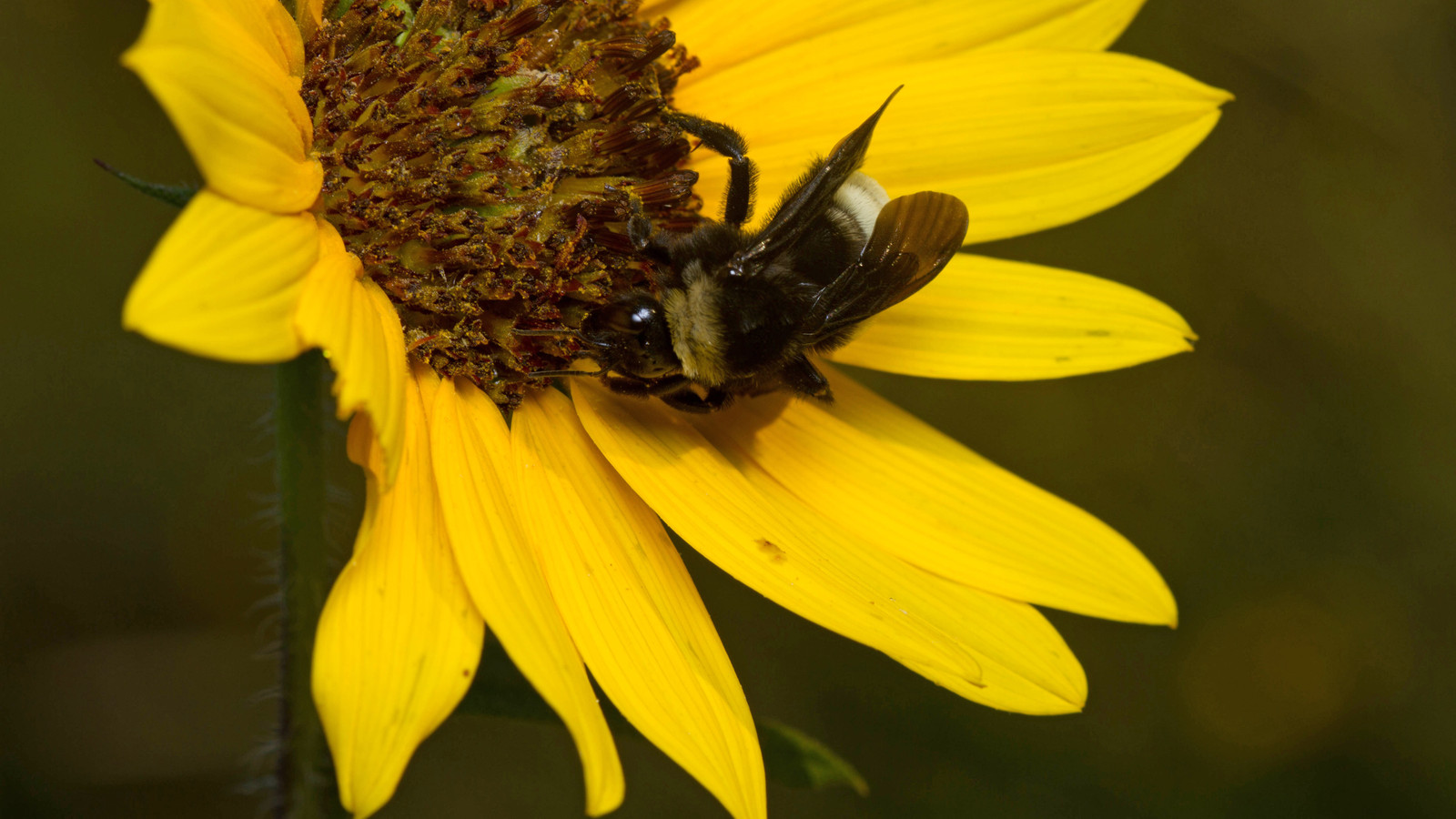 American Bumble Bee in characteristic Florida habitat