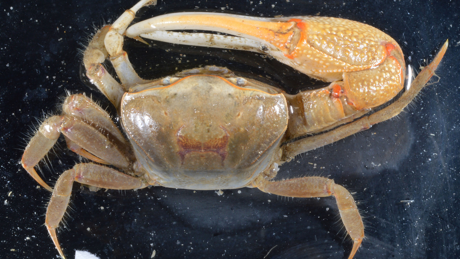 Crustacean