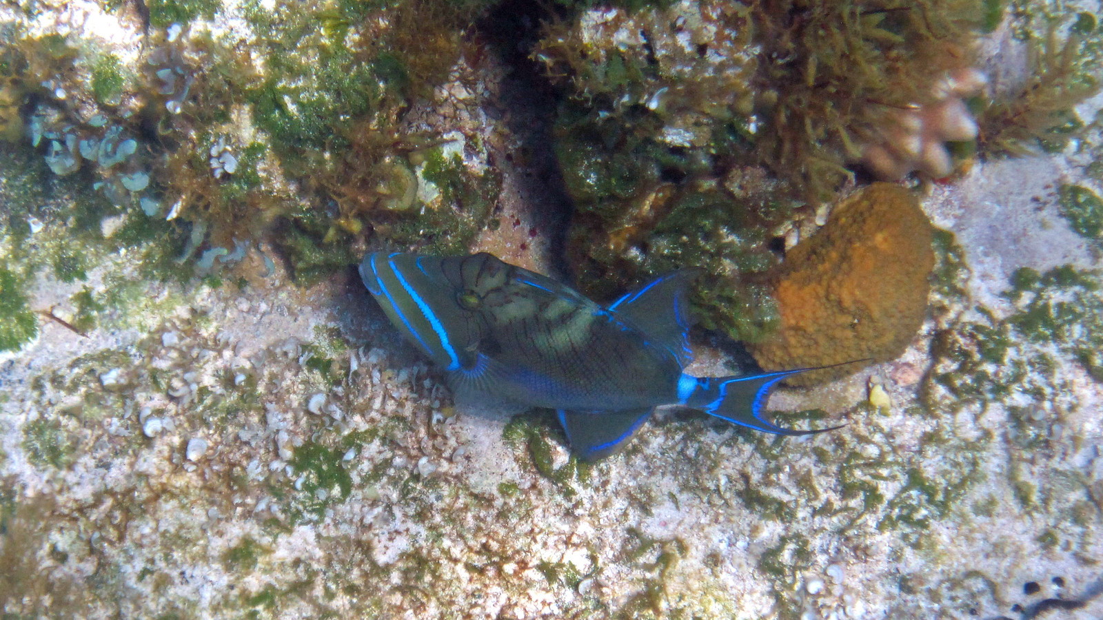 Queen triggerfish showing blue facial bands and long tail filaments