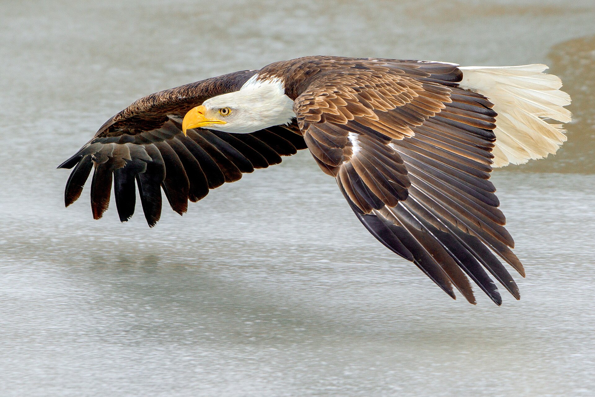 Second view of Bald Eagle