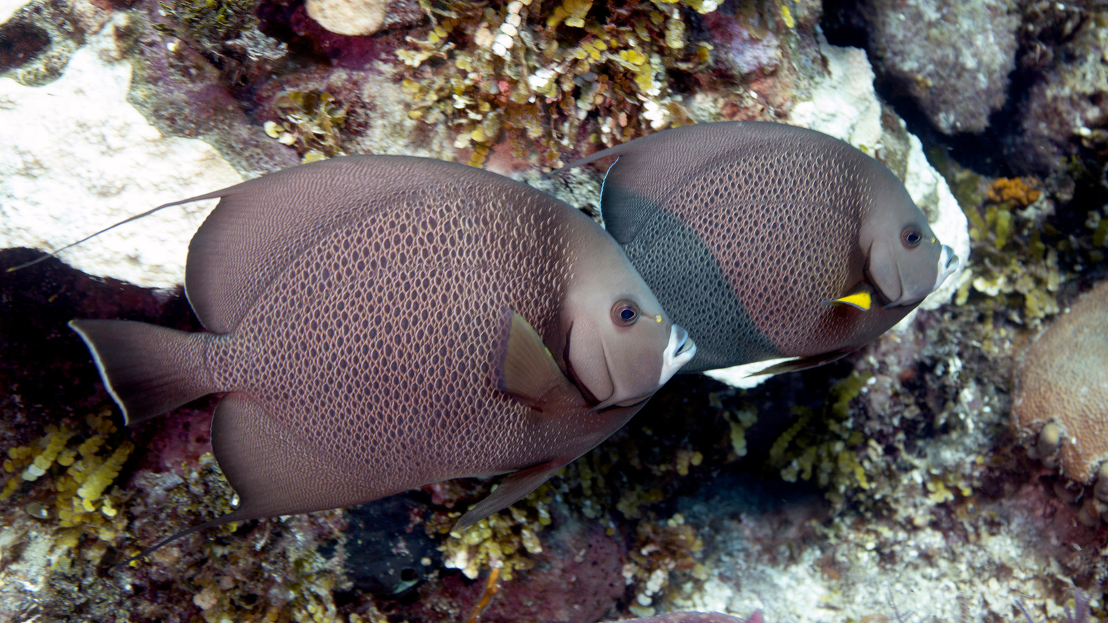 Two adult gray angelfish with pale-edged scales swimming beside a reef wall