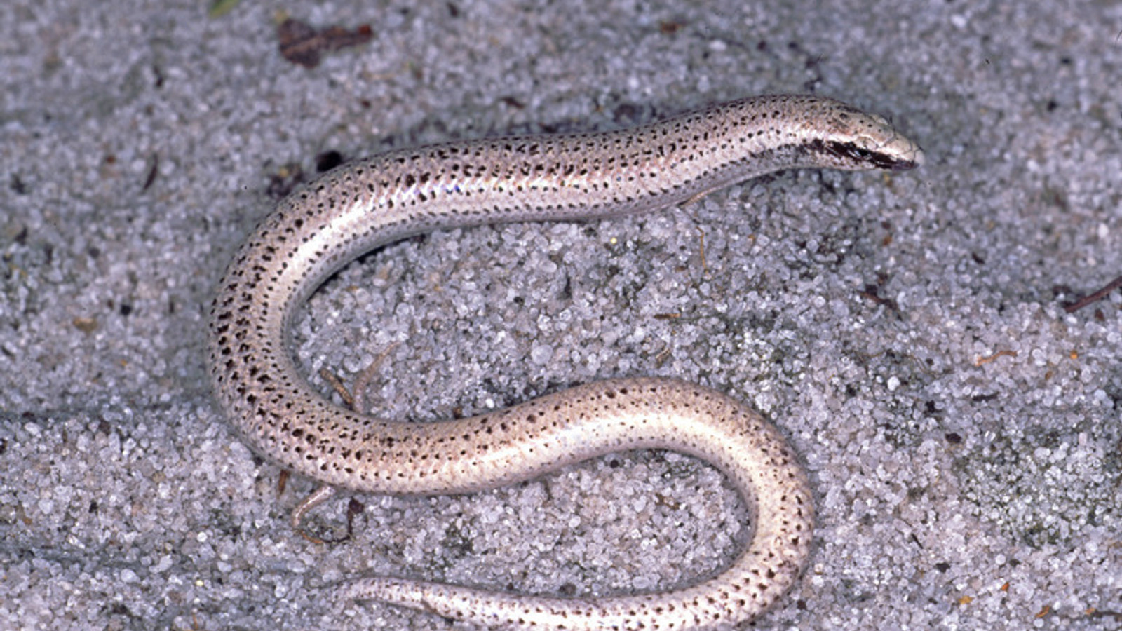 Sand Skink showing smooth scales and tiny limbs