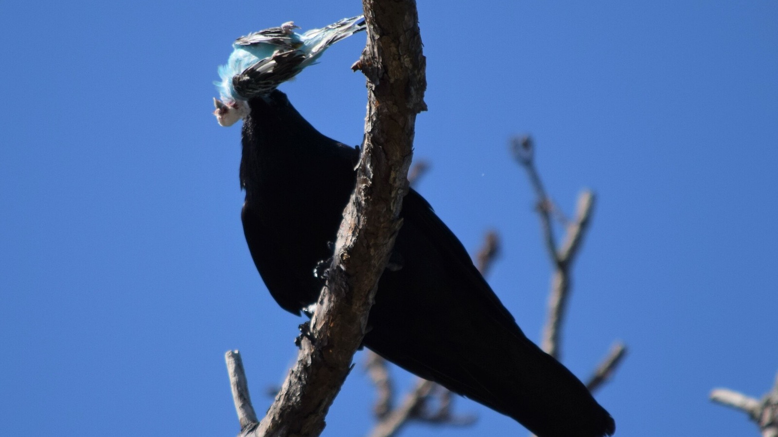 Fish Crow perched against a clear sky in Florida