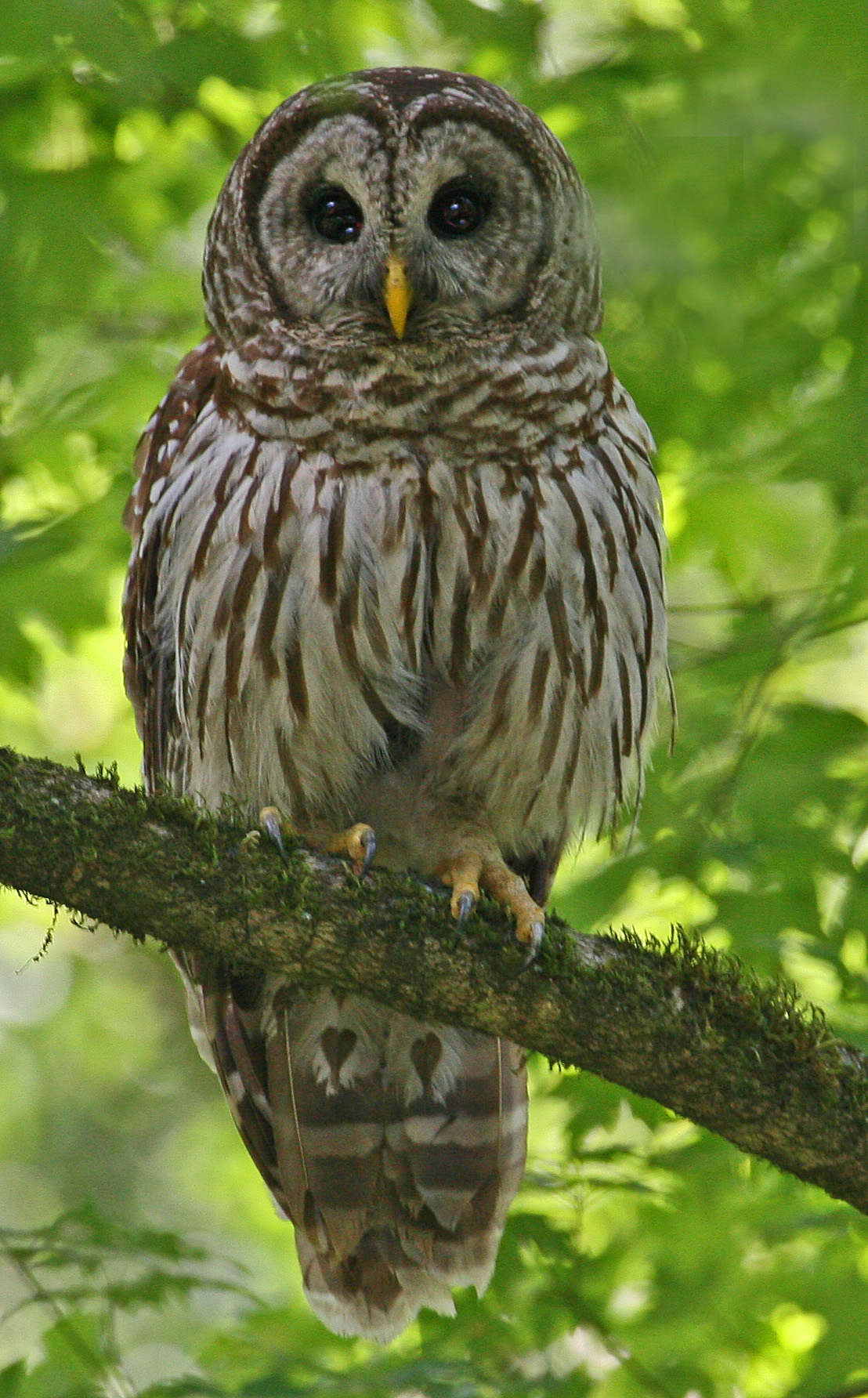 Second view of Barred Owl