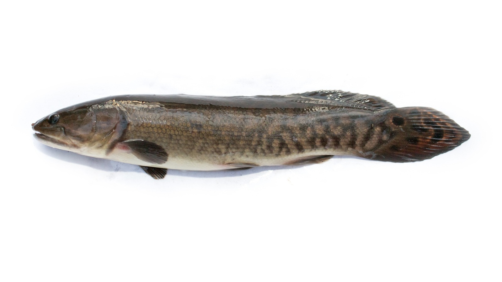 Detailed view of Bowfin