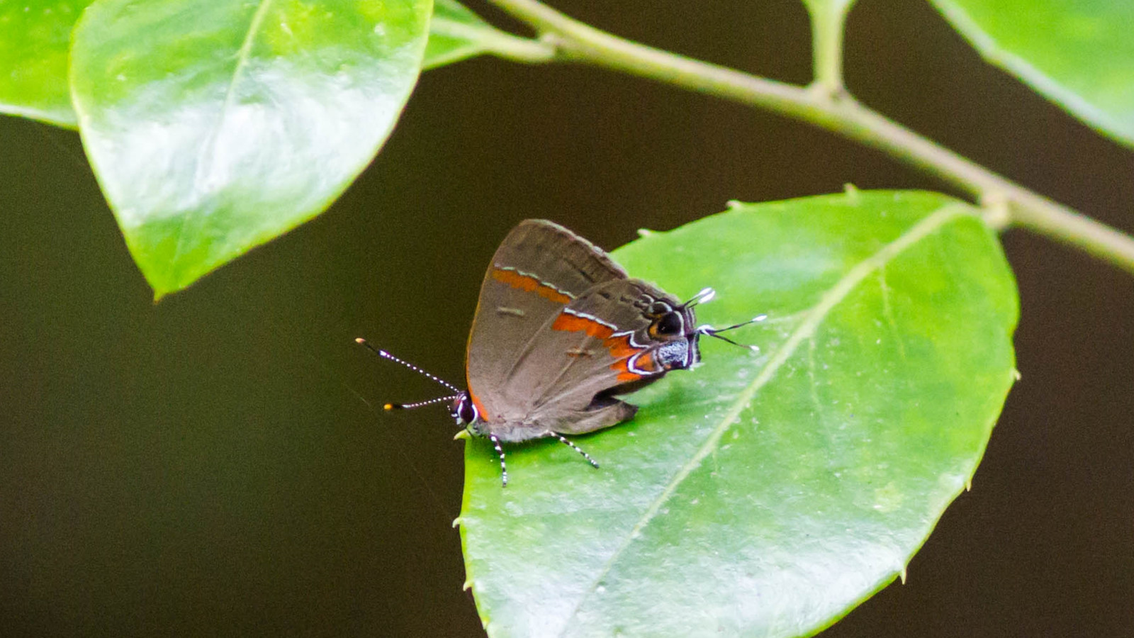 Red-banded hairstreak perched on a leaf with hindwing tails and false eye spot visible