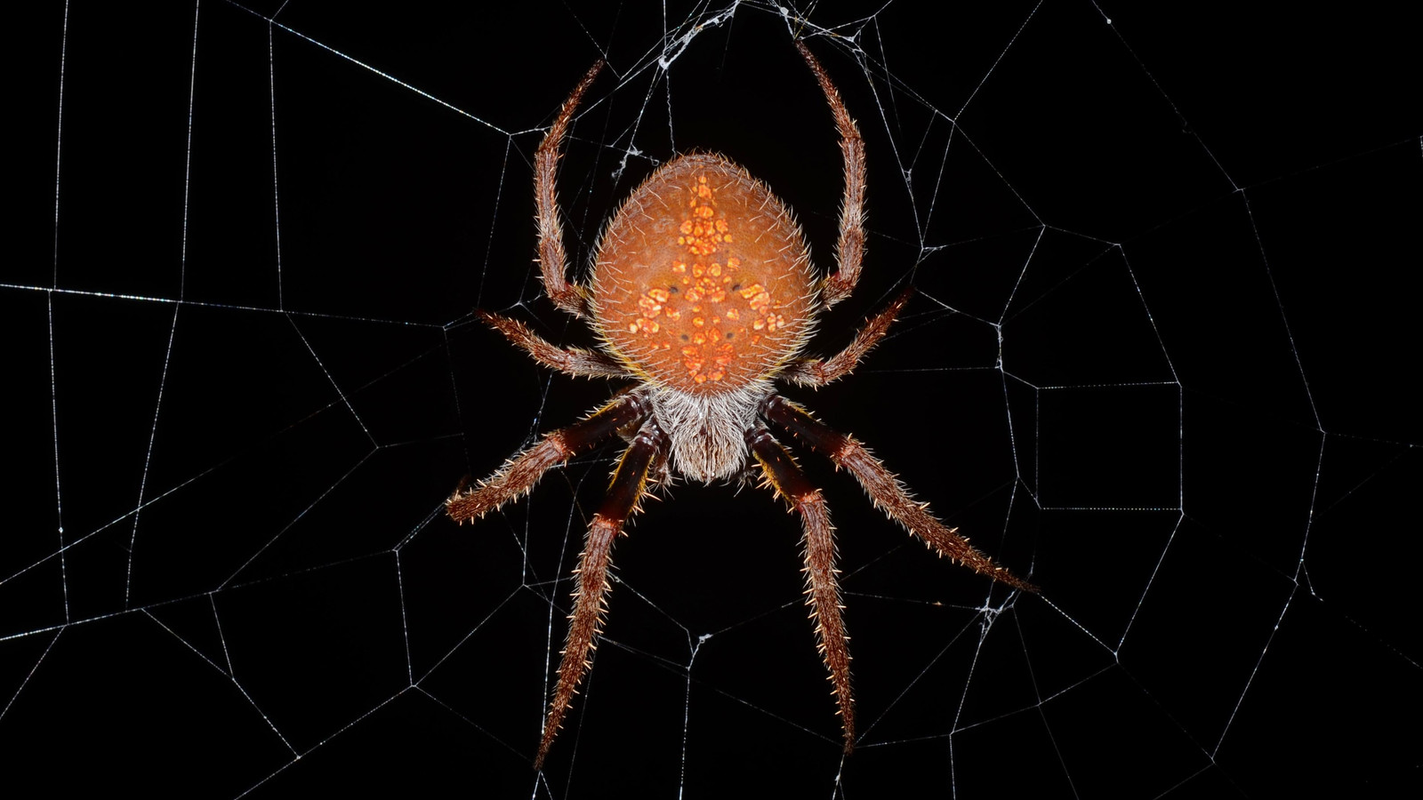Arachnid