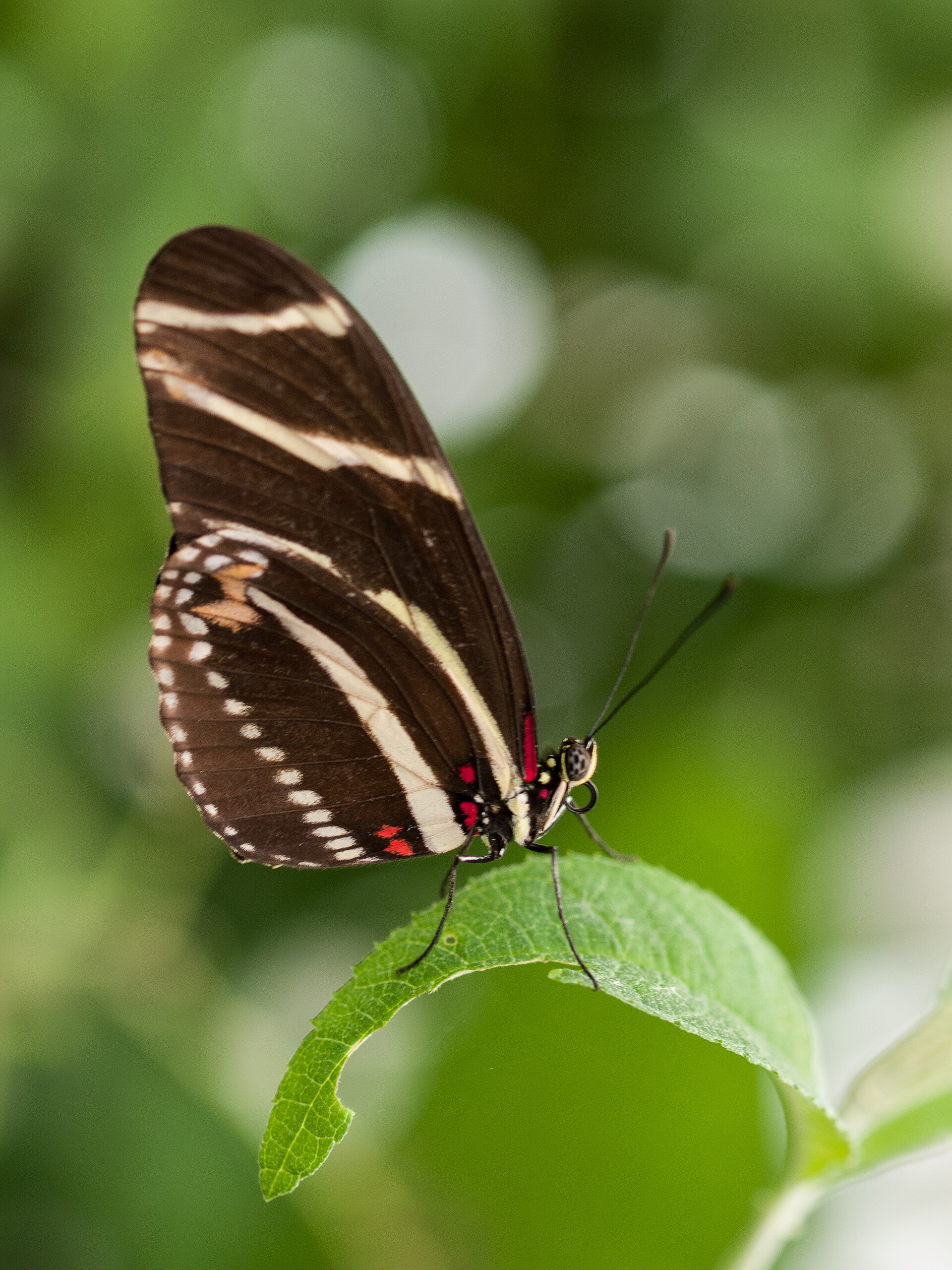 Second view of Zebra Longwing Butterfly