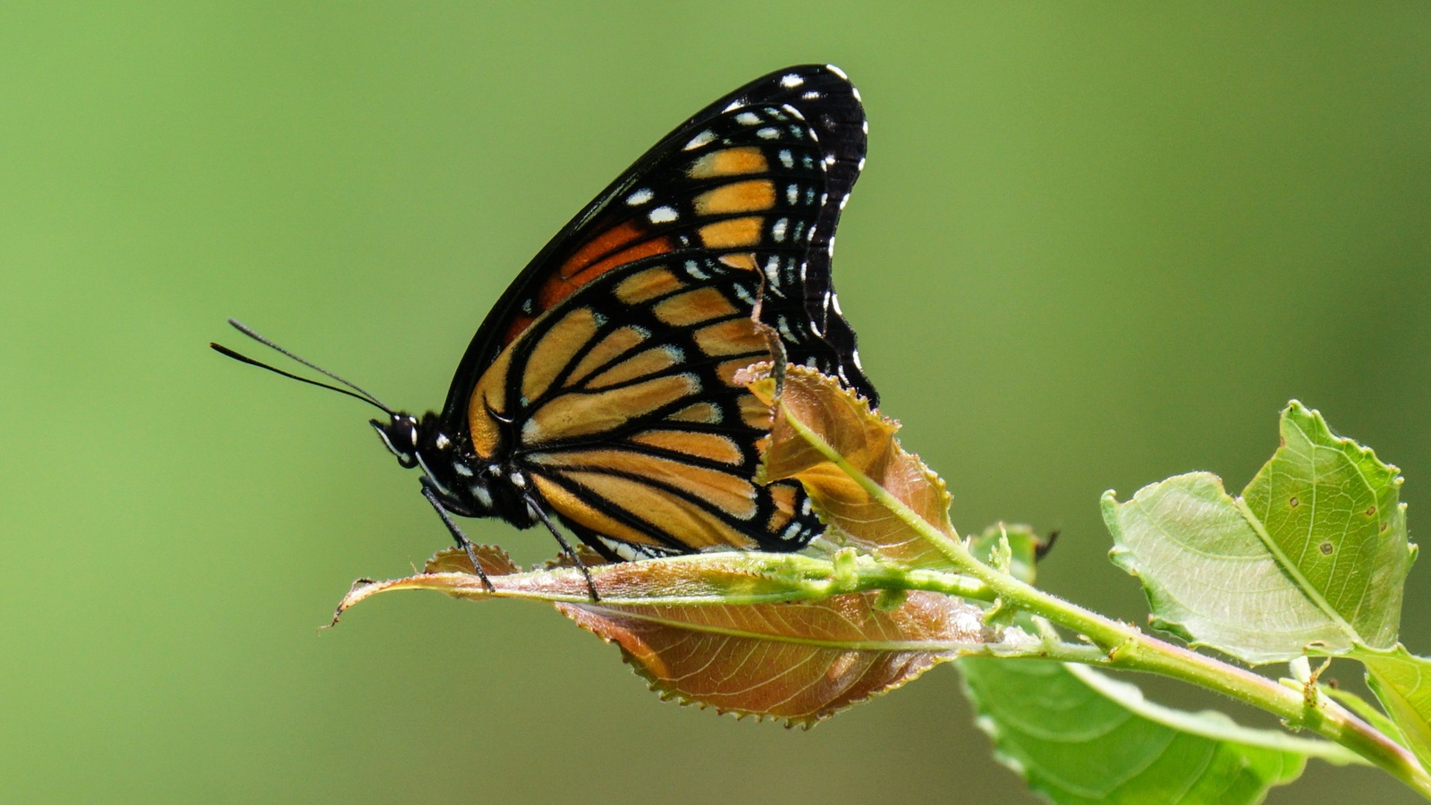 Detailed view of Viceroy Butterfly
