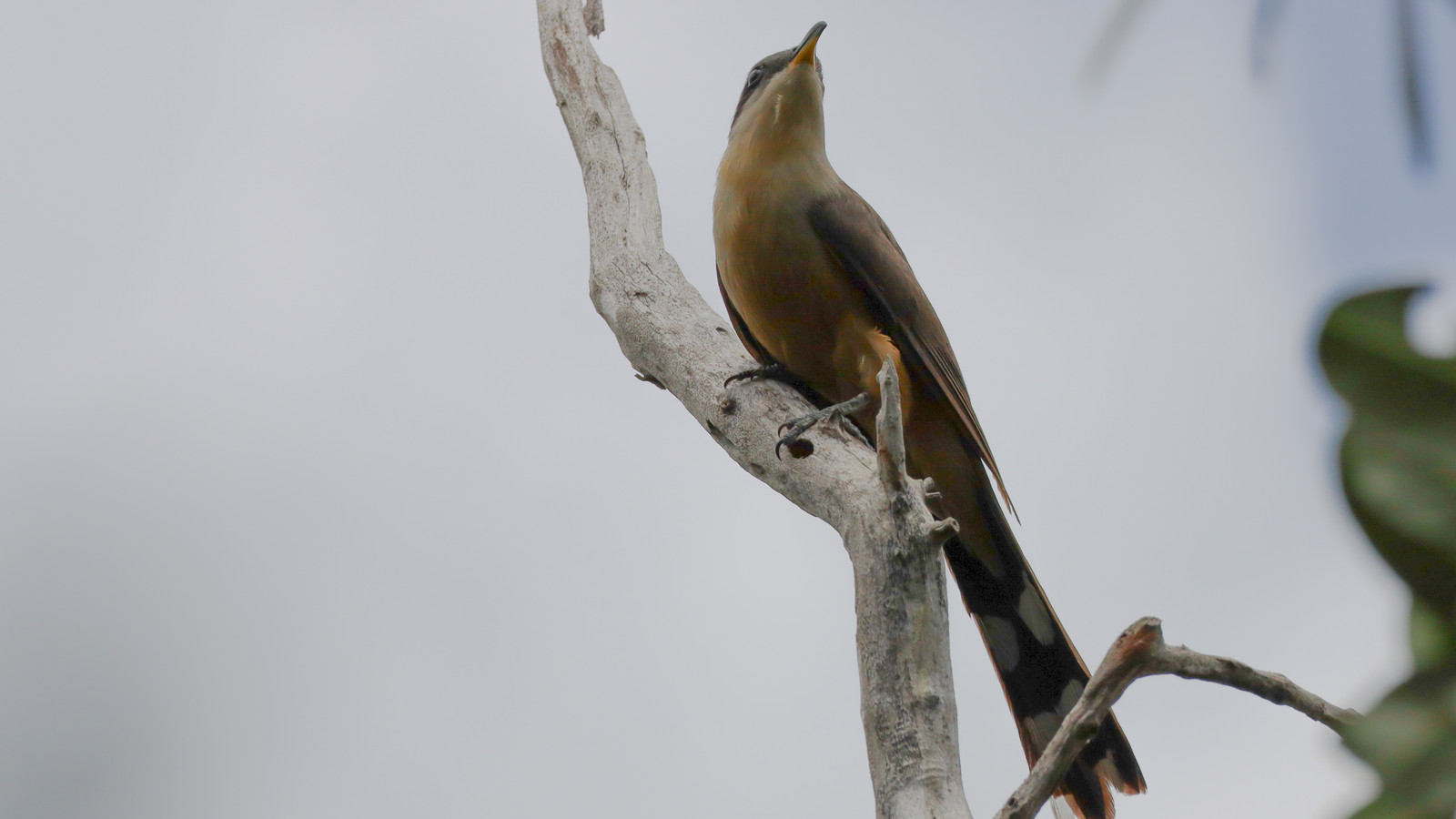 Detailed view of Mangrove Cuckoo