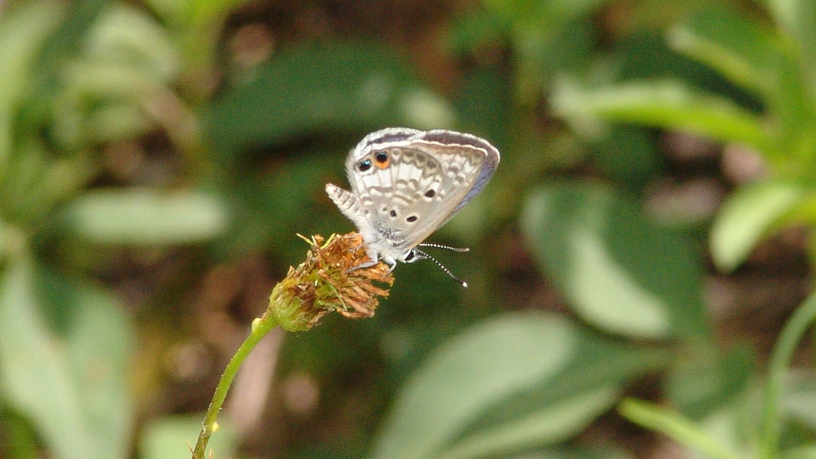 Miami Blue Butterfly perched on a small flower in South Florida