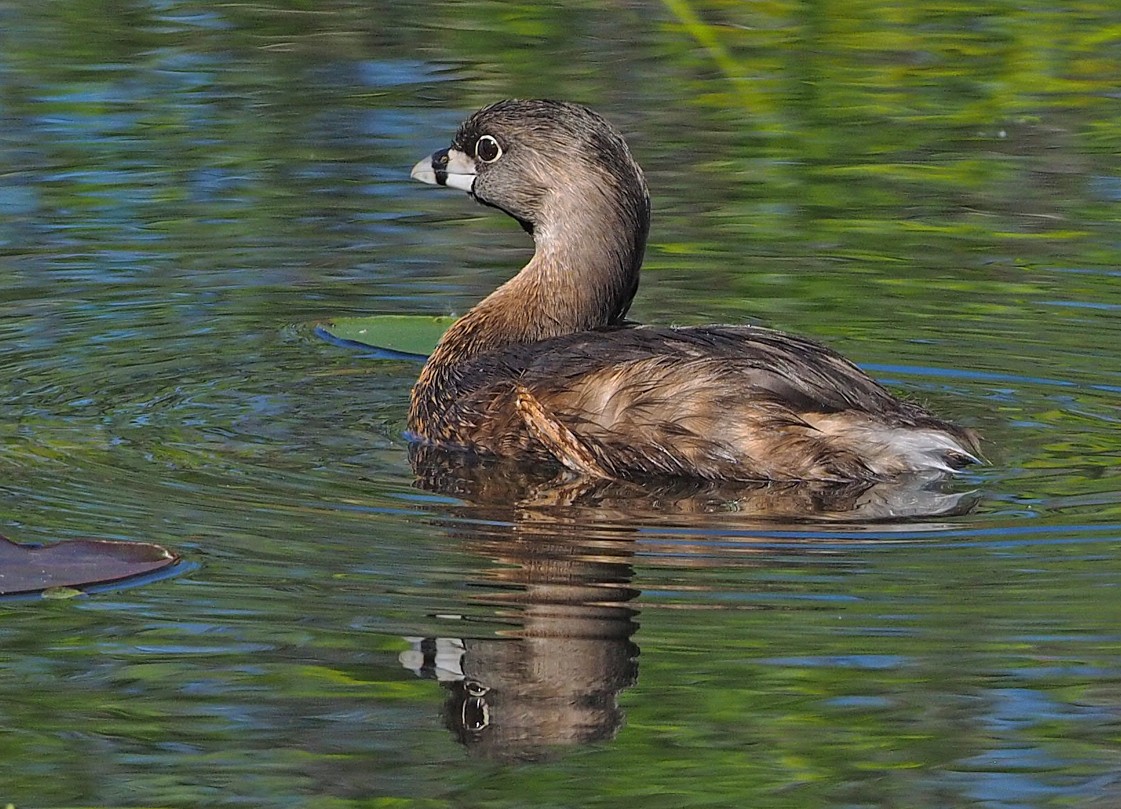 Pied-Billed Grebe swimming in a Florida wetland with compact body and thick bill