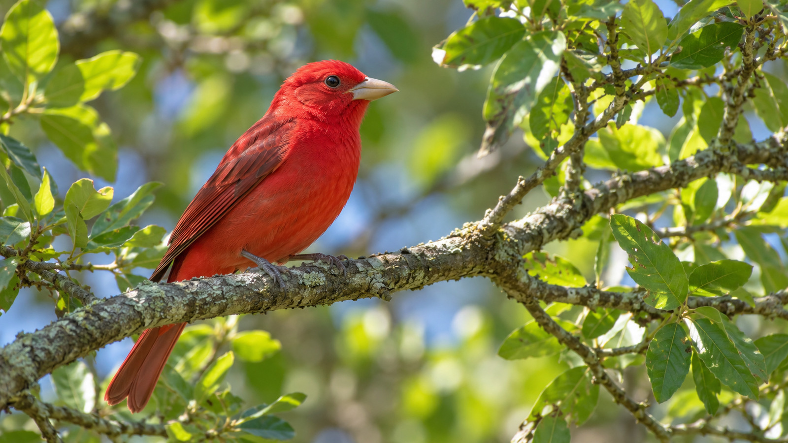Adult male Summer Tanager perched in a sunlit Florida oak canopy