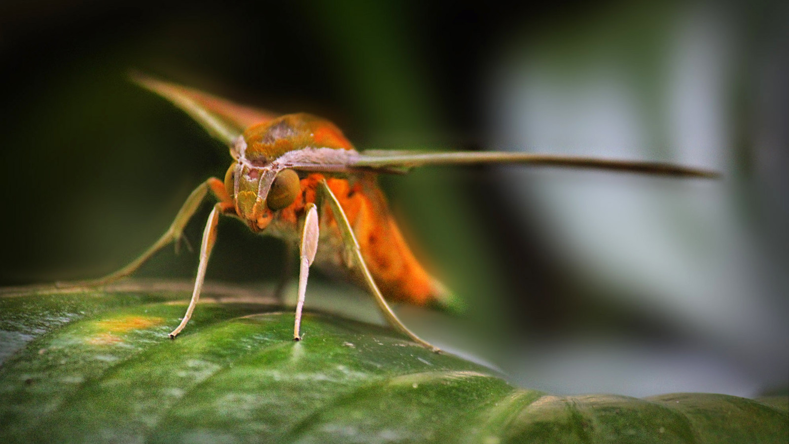Front view of a tersa sphinx moth perched on a leaf, showing narrow wings and large eyes