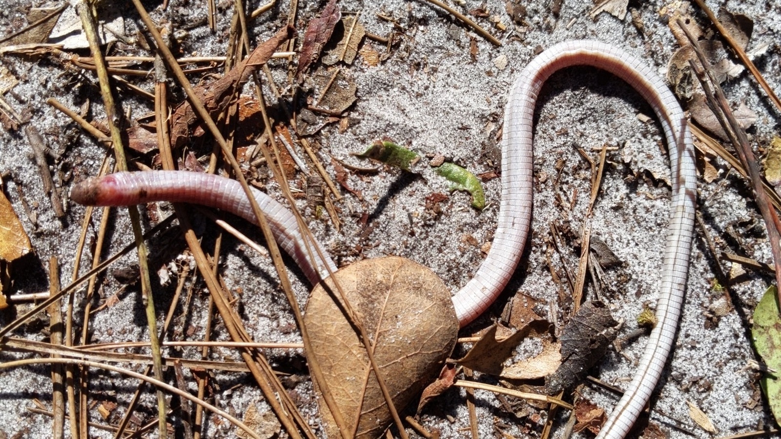 Detailed view of Florida Worm Lizard
