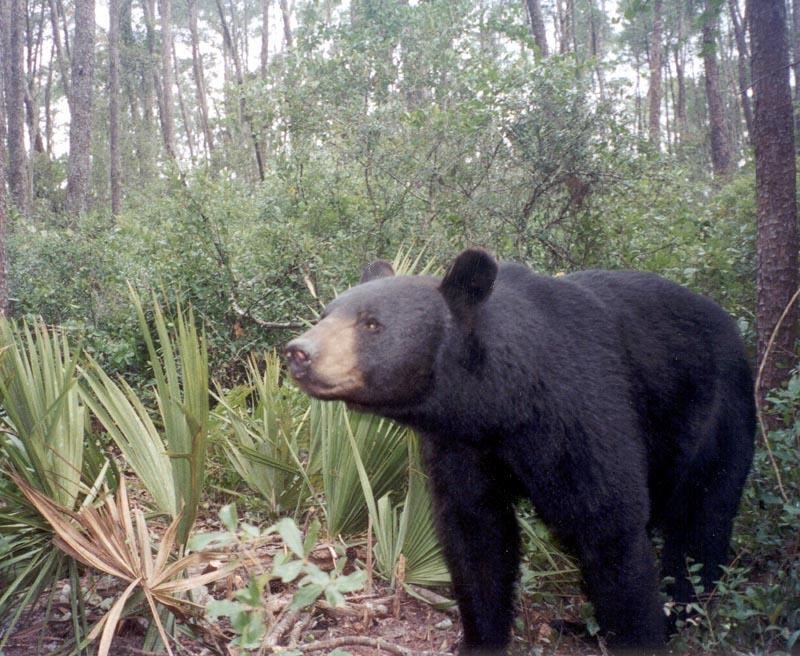Mammal