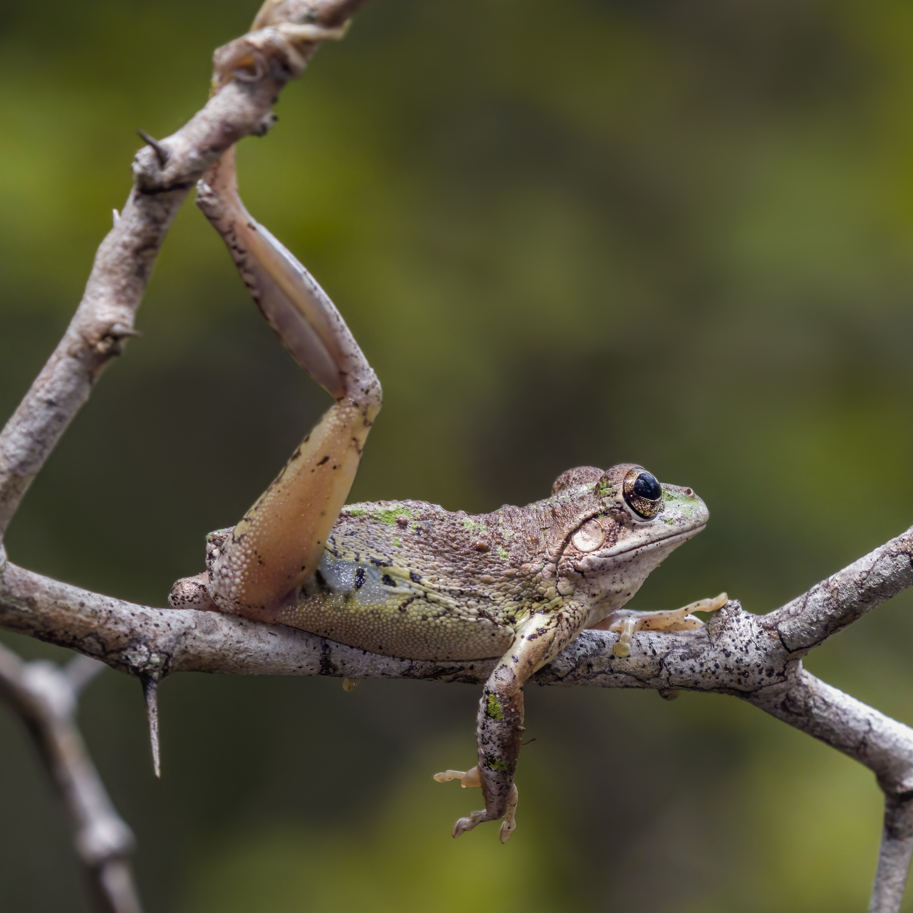 Amphibian