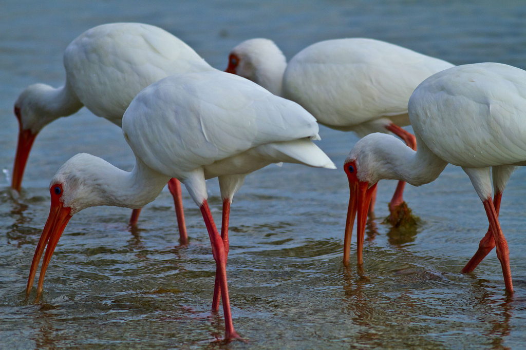 Group of American white ibises foraging in shallow Florida water