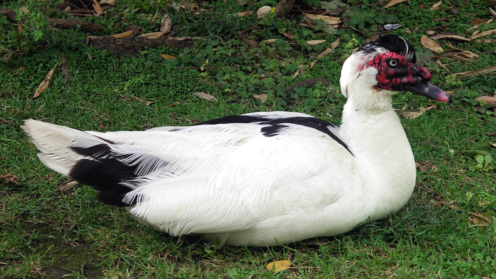 Detailed view of Muscovy Duck