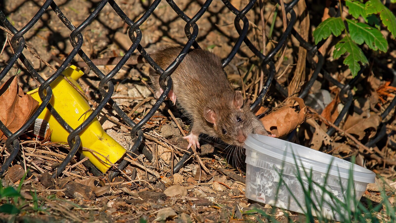 Mammal
