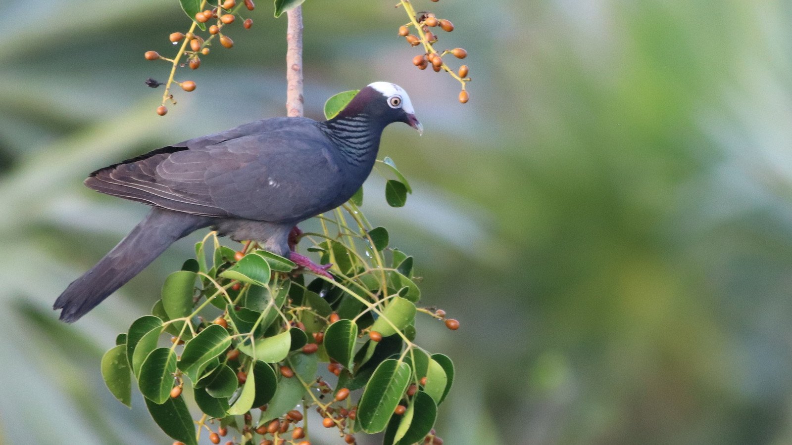 Detailed view of White-Crowned Pigeon