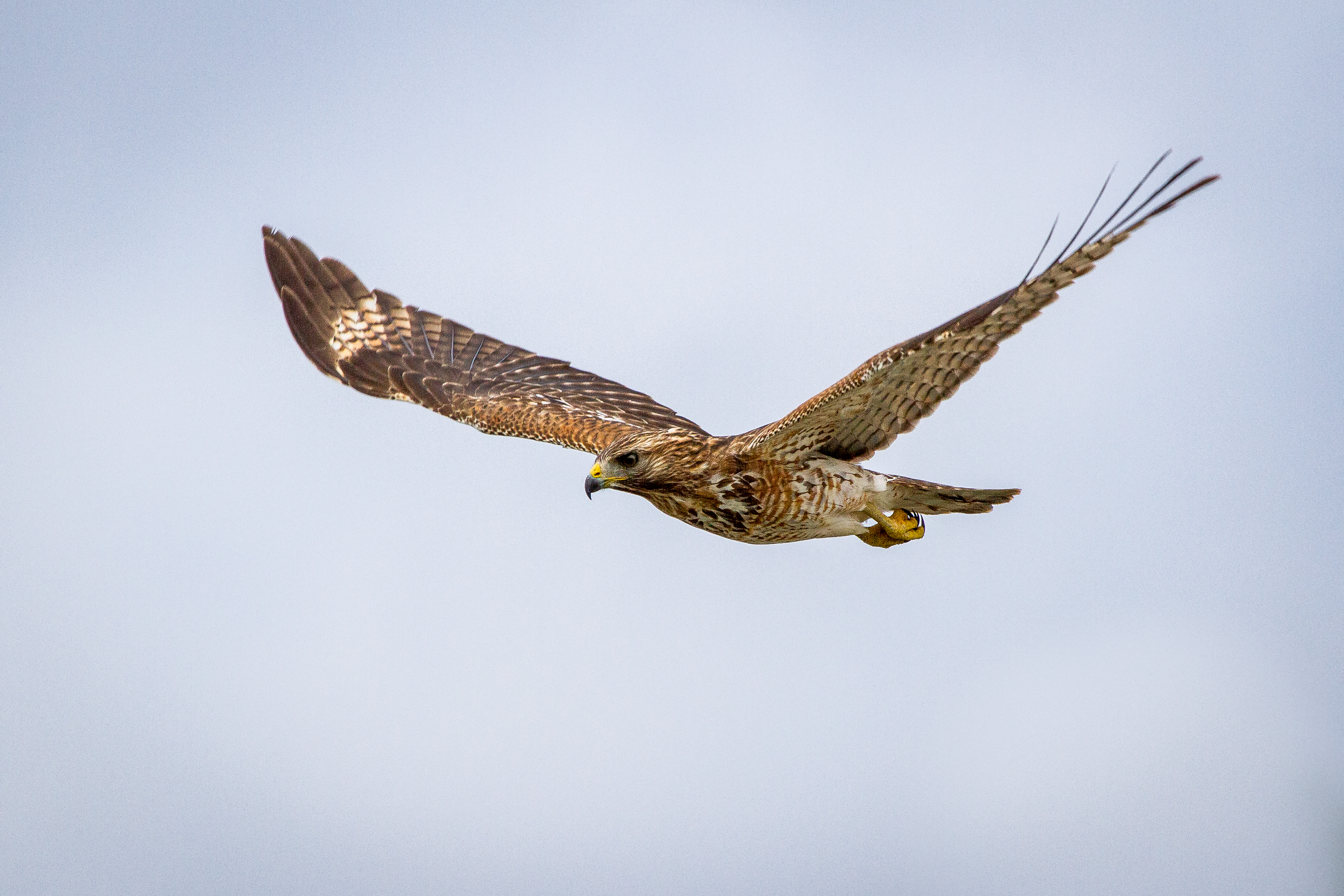 Second view of Red-Shouldered Hawk