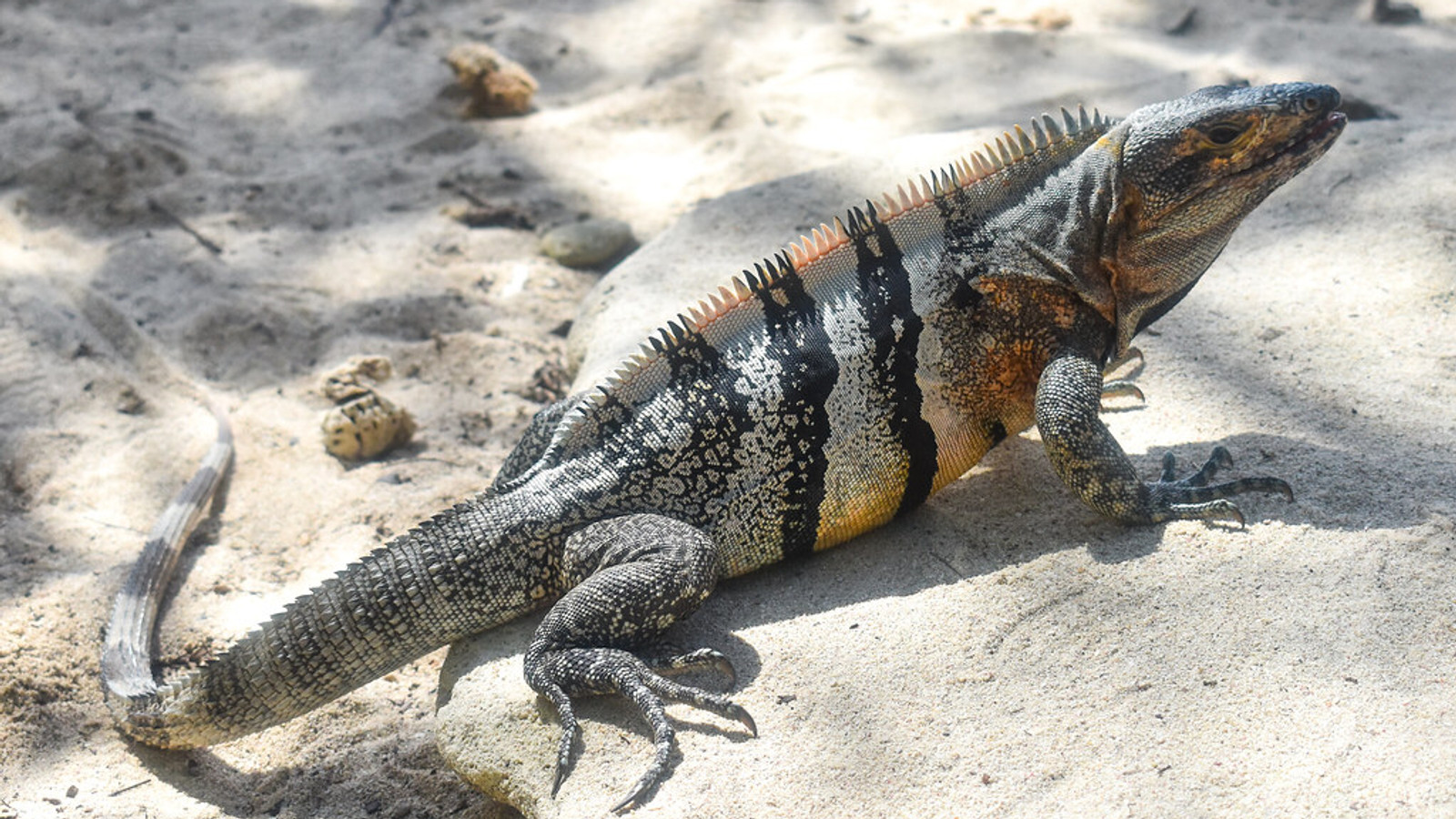 Black spiny-tailed iguana basking on pale sand