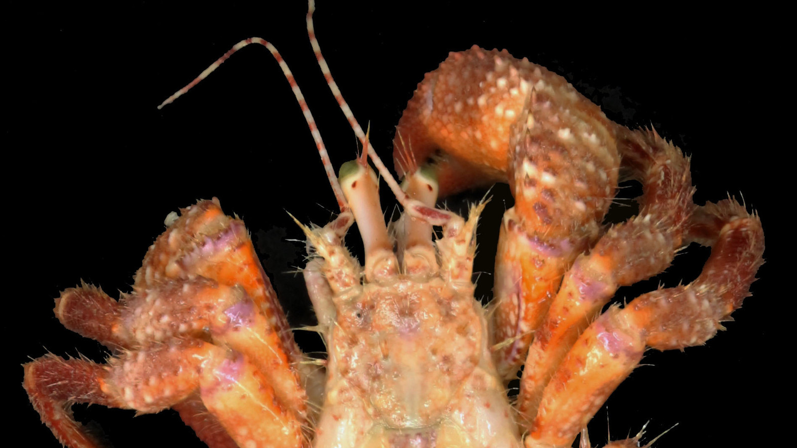 Giant Hermit Crab in close view showing its spiny orange-red legs, eye stalks, and unequal claws