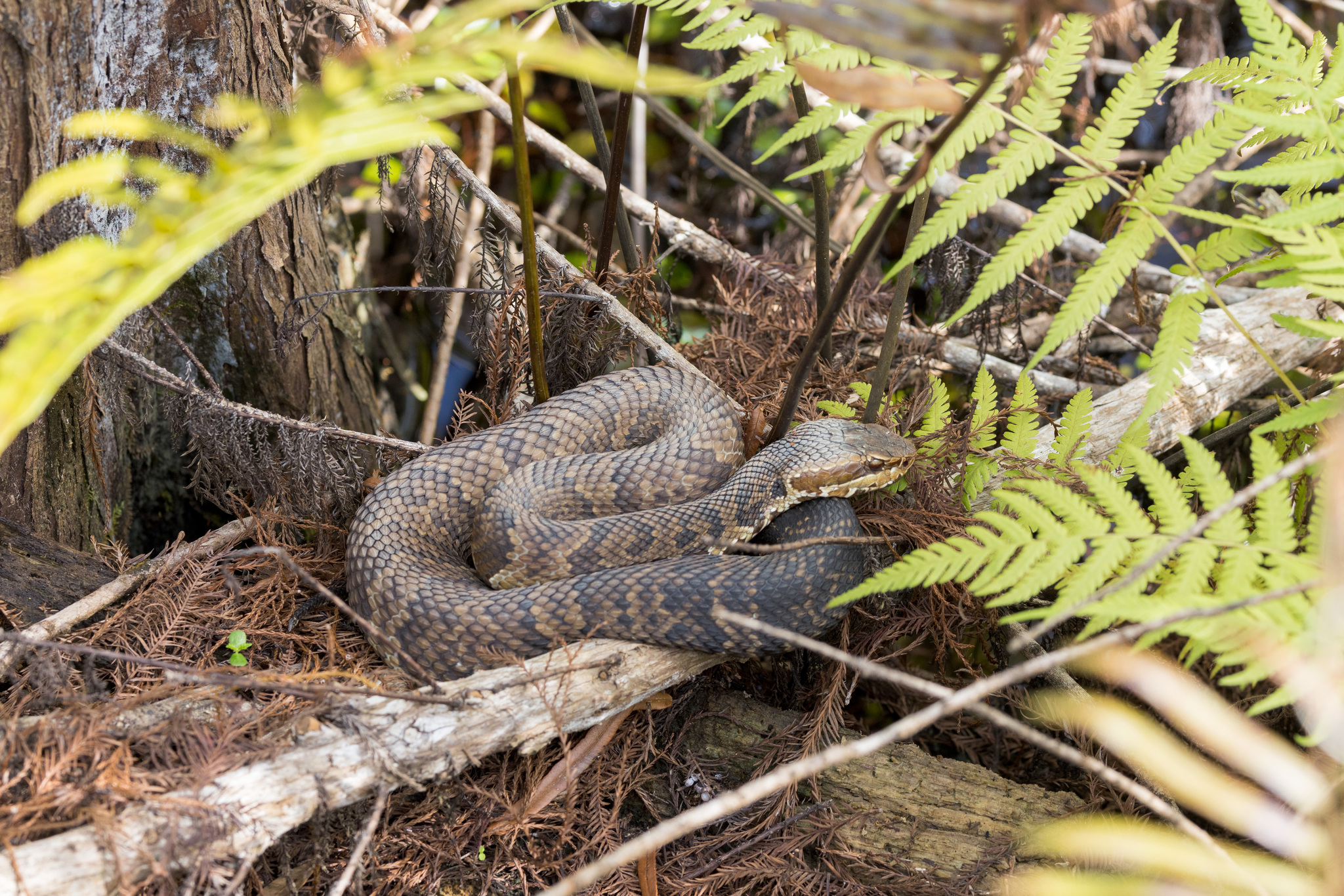 Second view of Florida Cottonmouth