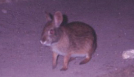 Second view of Marsh Rabbit
