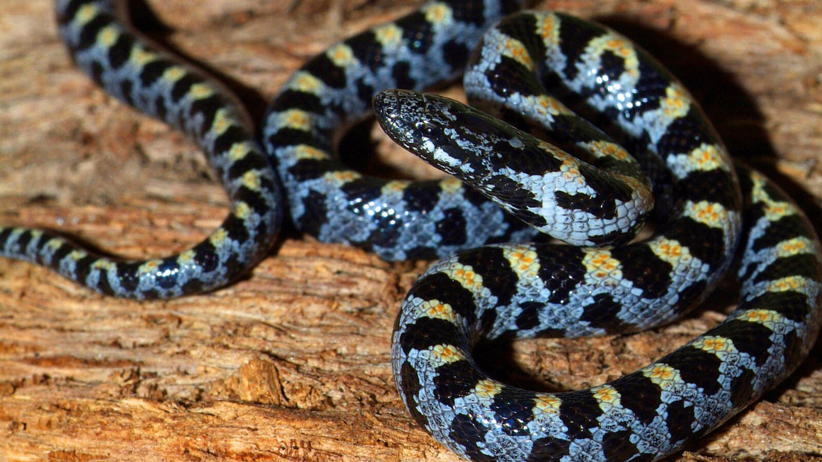 Close view of a blue-black and reddish Short-Tailed Snake