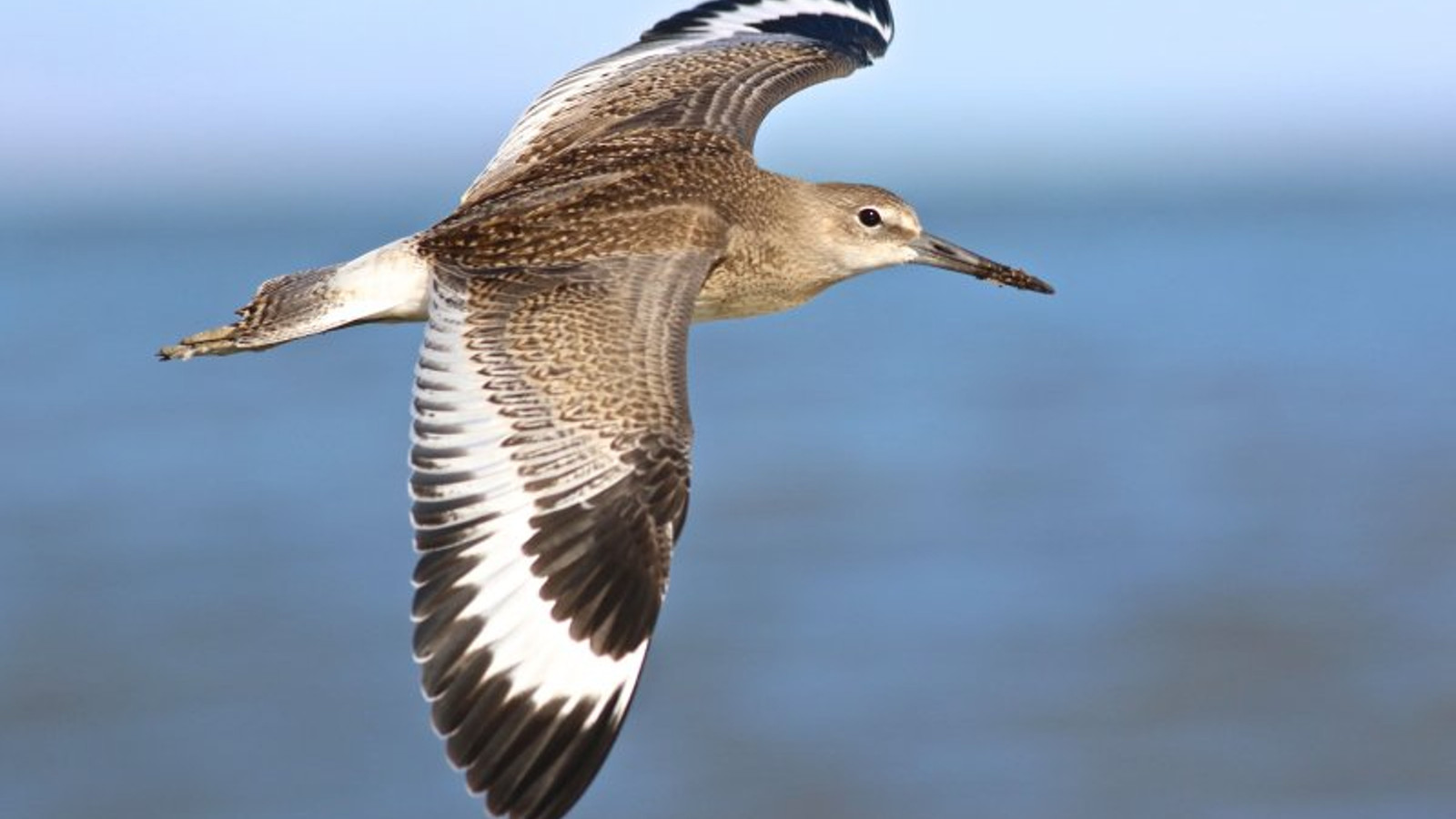 Detailed identification view of Willet