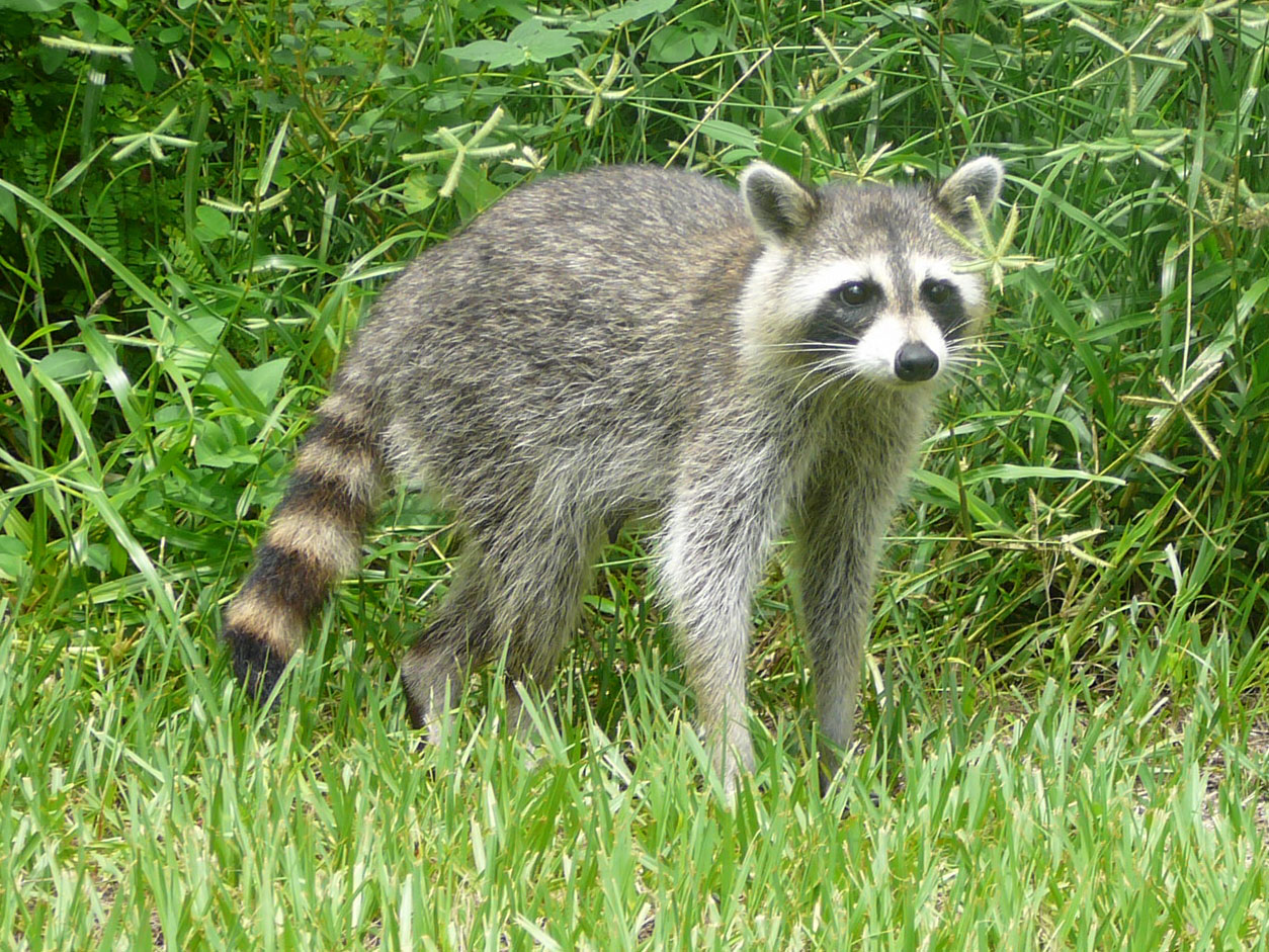 Mammals
