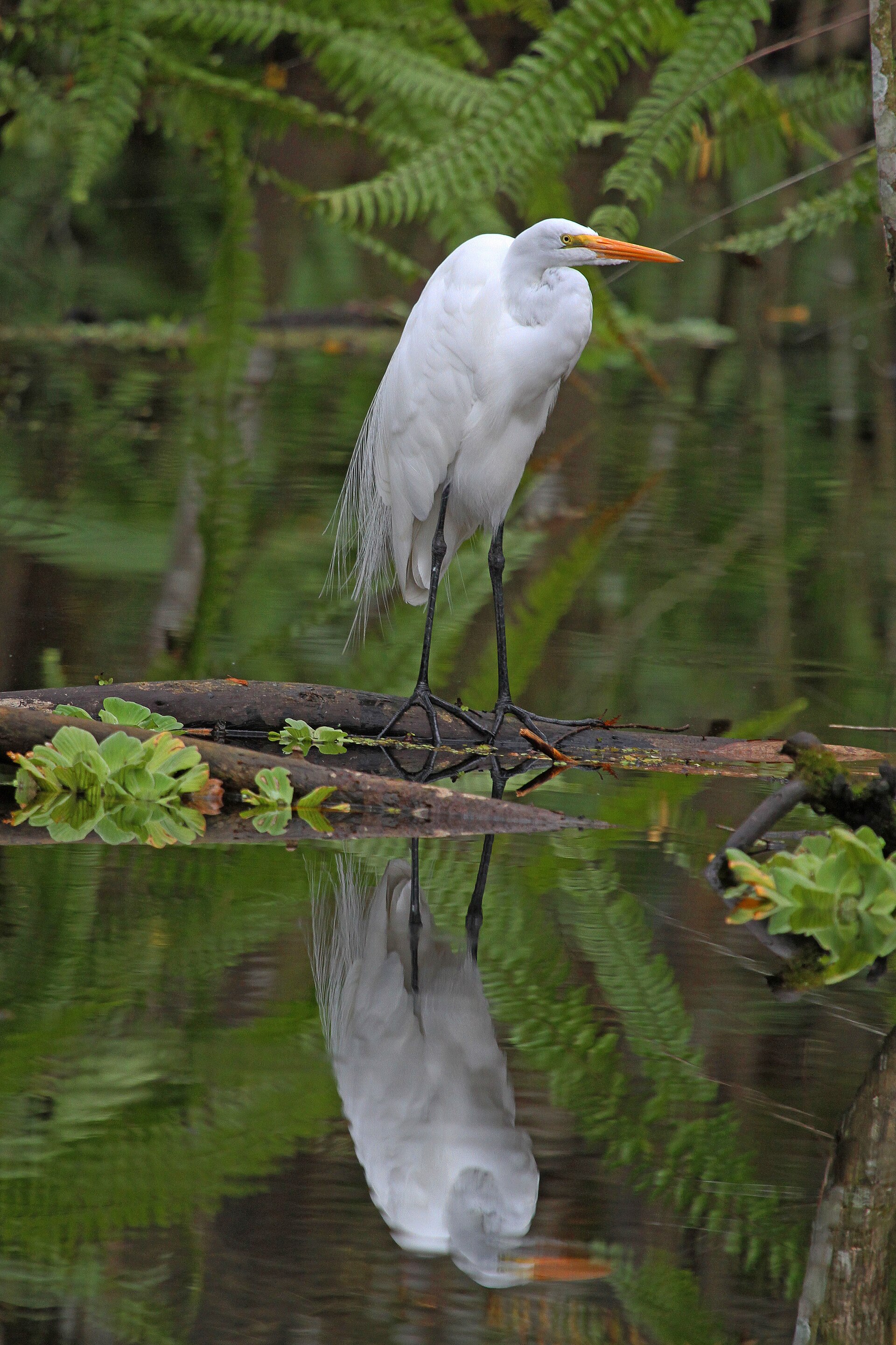 Second view of Great Egret