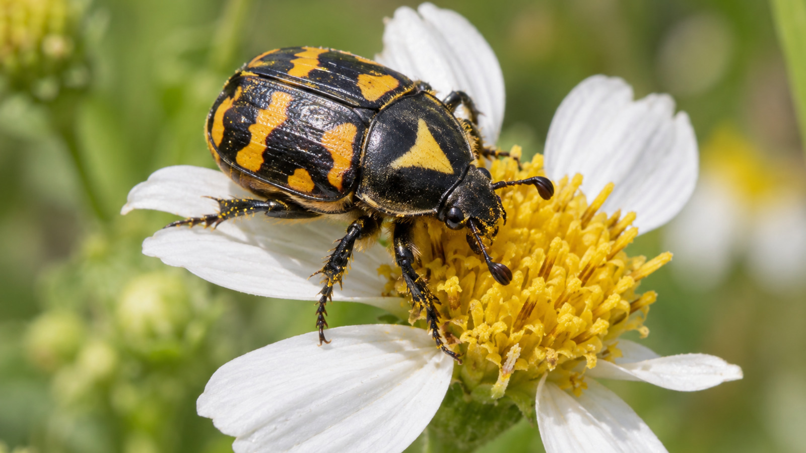 Insect