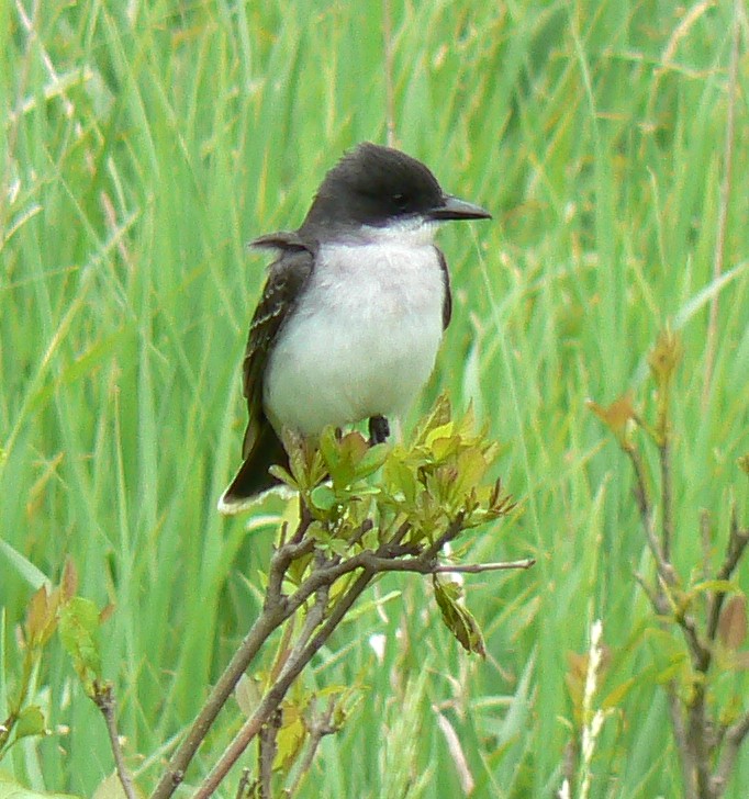 Eastern Kingbird on a branch showing its white tail tip