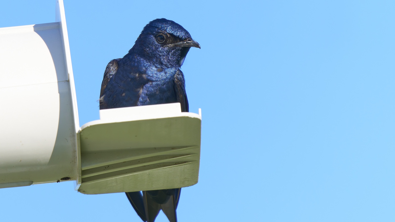 Detailed view of Purple Martin